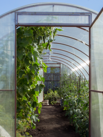Picture for Greenhouse Farming in South Africa A Guide to Year-Round Crop Production article