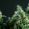 Cannabis plant