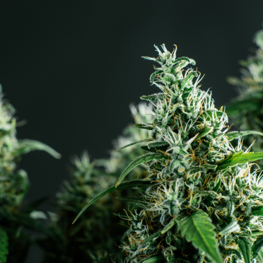 Cannabis plant
