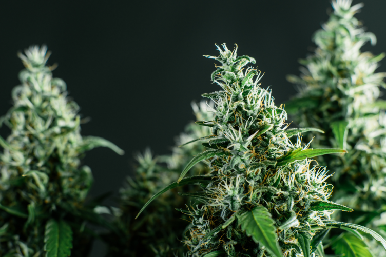 Cannabis plant
