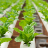 Hydroponic system with plants in a row