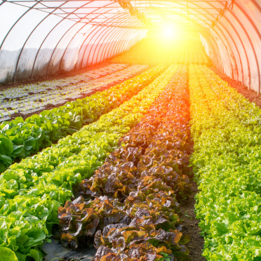 Growing plants in a greenhouse