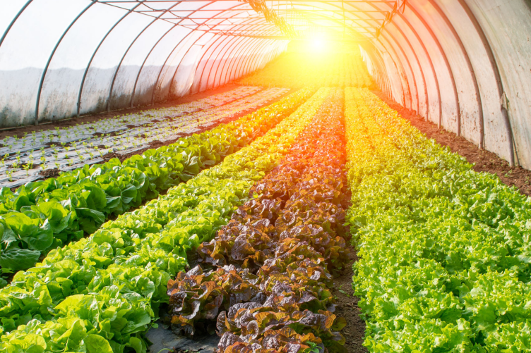 Growing plants in a greenhouse